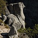 Vogelpärchen wacht über Yosemite Valley