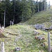 Unmittelbar östlich der Häuser von Dorlaui verlässt man den Bergwanderweg und steigt dem Waldrand entlang rund 40 Höhenmeter hoch bis, links eine Wegspur in offeneres Gelände abzweigt (noch nicht sichtbar).