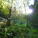Feucht und moosig. Hier der einzige(!) Sonnenstrahl auf dem Abstieg durch den Wald.