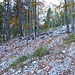 Im Schuttmeer