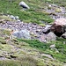 Leider nur aus der Ferne beobachtet: Mufflon-Geiss mit Nachwuchs.