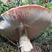 funghi...quelli dei puffi...rossi punteggiati di bianco...no mangiare!!!