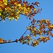 Buntes Herbstlaub