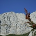 Blauer Himmel, rotes Laub, weiße Felsen, ich mag den Herbst...