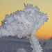 Eisblumen - Kunstwerke der Natur