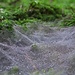 Wie ein feines Gewebe aus Silberfäden haben die Spinnen ihr Netz über das Moos gelegt.