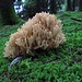 Ganz große Exemplare gab es in diesem Wald: steife Koralle (Ramaria stricta), ungenießbar.