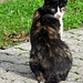 Büsi / Mietze / Cat / Gato 1