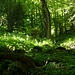 Lichter Wald.