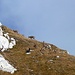 Auch Steinböcke und -geissen sieht man unterhalb des Passo del Sole