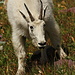 Mountain Goat (capra di montagna) 