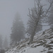 Kurz vor dem Schnebelhorn-Gipfel: wie aus einem Gespenster-Film
