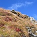 Berggras im Herbstkleid; die letzten Minuten mit blauem Himmel II