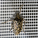 Graue Gartenwanze - danke [u oli.m]<br />auf einem Fliegengitter, Länge des Käfers 21 mm (inkl. Fühler)<br />Mein erster Makroversuch mit dem neuen Makroobjektiv aus 30 cm.