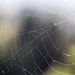 Spinnennetz<br />Aufnahme aus 30 cm, Bildausschnitt ca. 5 cm<br /> mit dem neuen Makroobjektiv <br />