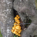 Pilz-Guantanamo?