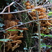 Unglaublich viele Pilze im Tobel