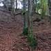 Aufstieg durch den Wald nach Farnern