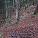 Aufstieg durch den Wald nach Farnern, machmal ziemlich steil