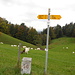 Schafe bei Holestei, wir befinden uns wieder auf St. Galler Boden