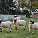 "wo wollen die denn hin?" scheinen diese schönen Schafe uns zu fragen ...