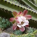 eine Kaktusblüte