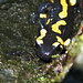 Salamandra dallo sguardo determinato