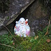Statuetta di Buddha 1.