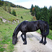 Forstweg an der Haraualm