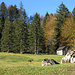 Kurz vor Obere Leugangen - der Herbst zeigt sich.