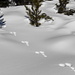 Spuren im Schnee - ein Hase 