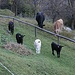  I vitellini stupiti ci guardano mentre le mamme.....