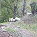 Le pecore di Ighelon hanno voglia di farsi una passeggiata
