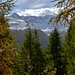 Brundelhorn