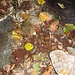 Una salamandra perfettamente mimetizzata con le sue macchie gialle fra le foglie autunnali.