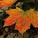 Herbstbunt, farblich unentschieden