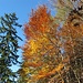 ..... gibt nochmal der Herbst sein Bestes: bunte Farbenpracht .....