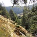 Im Abstieg durch hübsche, lose Tannenwälder.