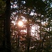 Sonnenlicht im Wald