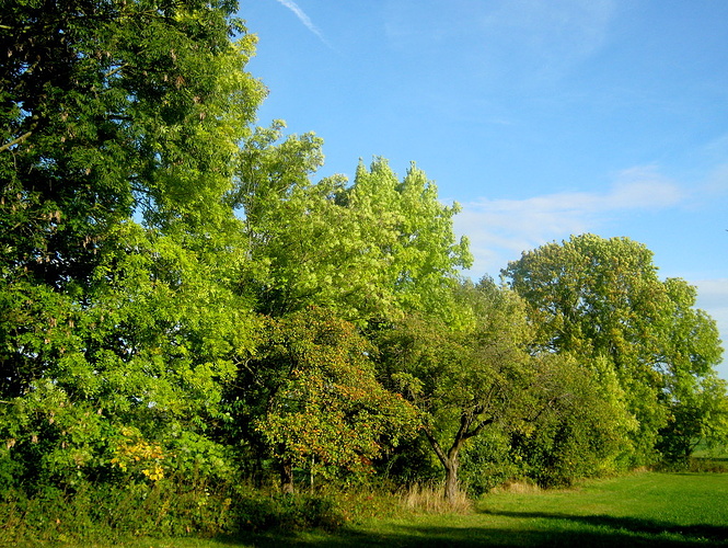 Waldsaum am Osterwald Fotos