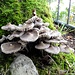 interessantes Pilzleben auf der Roti Flue
