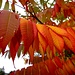 herbstliche Farben- und Blätterpracht