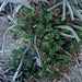 Tajinaste rojo del teide (echium wildpretii)