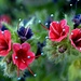 Particolare dei fiori del Tajinaste rojo