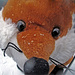 Die ersten Schneeflocken auf der Nase von Fuchs "Paul"