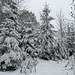 Tief verschneiter Wald