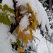 Der Herbst begegnet dem Winter