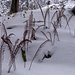 Winterfarn?
