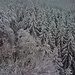 frisch verschneiter Wald