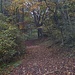 sentiero tra il bosco.